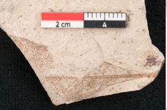 Foto (Detailansicht) von Sequoia couttsiae Heer (NHMW-GEO-2024-0188-7957)